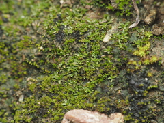 Aloina aloides