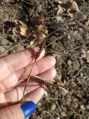 Carex flacca serrulata