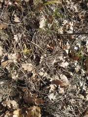 Clinopodium caucasicum