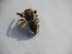 Macaroeris nidicolens