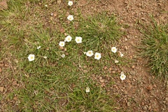 Nierembergia calycina