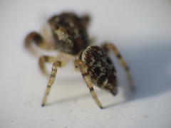 Macaroeris nidicolens