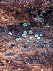 Chlorosplenium chlora