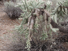 Cylindropuntia fulgida