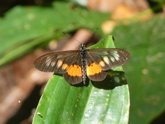 Acraea peneleos