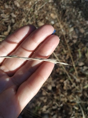 Brachypodium sylvaticum