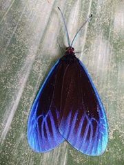 Pompelon marginata