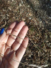 Brachypodium sylvaticum