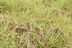 Petunia integrifolia