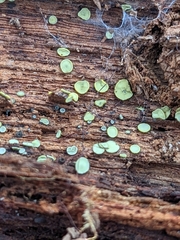 Chlorosplenium chlora