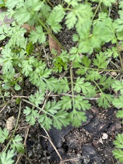 Chaerophyllum tainturieri