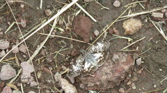 Chiomara asychis