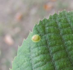 Didymomyia tiliacea