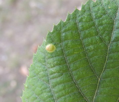 Didymomyia tiliacea