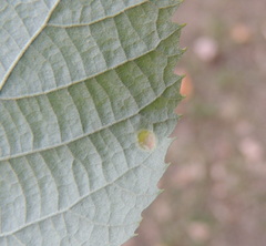 Didymomyia tiliacea