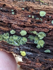 Chlorosplenium chlora