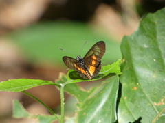 Acraea peneleos