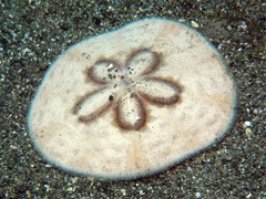 Luminacea