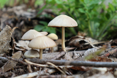 Psathyrella spadiceogrisea