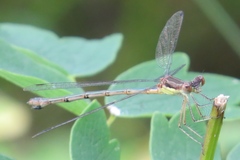 Lestes unguiculatus