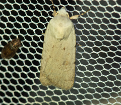 Caradrina fuscicornis