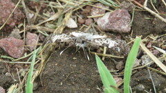 Chiomara asychis