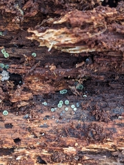 Chlorosplenium chlora