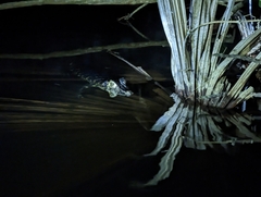 Melanosuchus niger