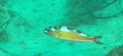 Serranus tabacarius
