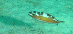 Serranus tabacarius