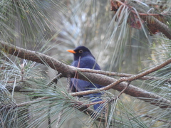 Turdus merula