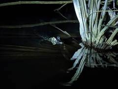 Melanosuchus niger