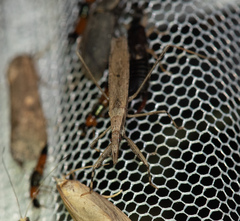 Sastrapada baerensprungi