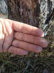 Poa nemoralis