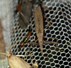 Sastrapada baerensprungi