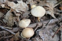Psathyrella spadiceogrisea