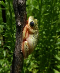 Hyperolius marmoratus marmoratus