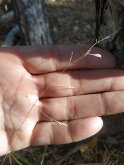 Poa nemoralis