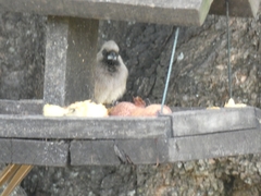 Colius striatus minor