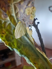 Leptophobia