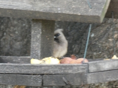 Colius striatus minor