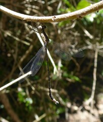 Lestes tridens