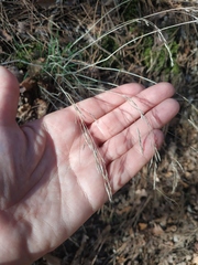 Poa nemoralis