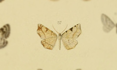 Pseudopanthera lozonaria