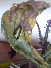 Leptophobia