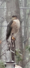 Accipiter cooperii