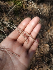 Poa nemoralis