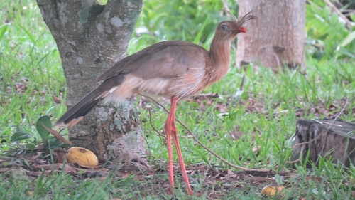 Red-legged Seriema