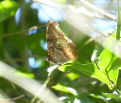 Eurytela dryope angulata