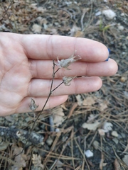 Campanula sibirica taurica